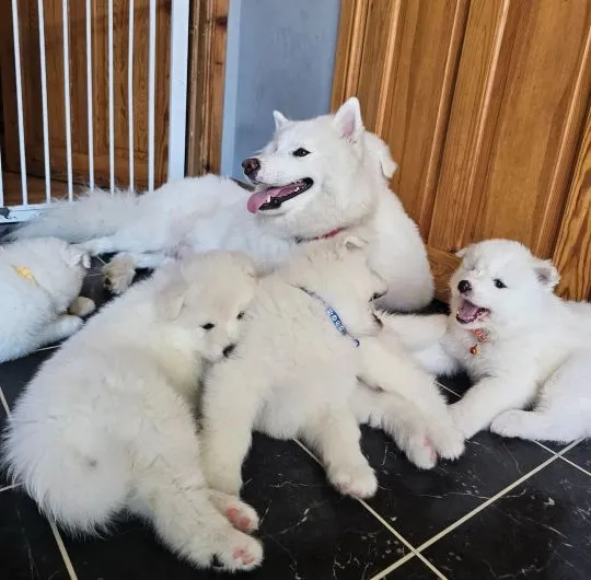 SAMOYED, szczeniak na sprzedaż, kontakt przez Whatsapp +48736614543, , Warmątowice Sienkiewiczowskie