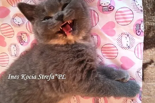 Ines ,piękna koteczka brytyjska - rodowód 5-cio po, Łódź