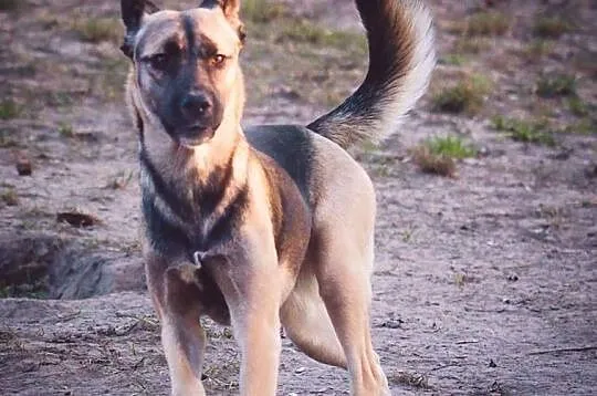Młoda wspaniała sunia poleca się do adopcji, Wielkopolskie, Poznań