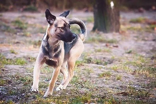 Młoda wspaniała sunia poleca się do adopcji, Wielkopolskie, Poznań