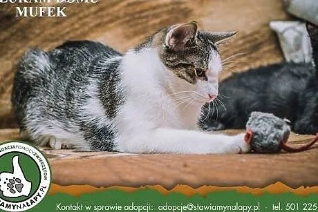 Mufek Fundacja Stawiamy Na Łapy,  małopolskie Krak