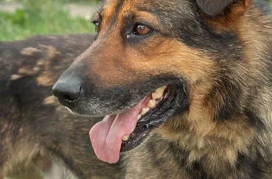 Do adopcji: spokojny i dobrze ułożony kundelek średniej wielkości., Łódzkie, Zgierz