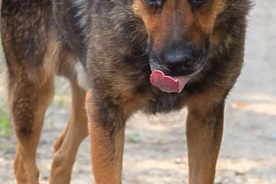 Do adopcji: spokojny i dobrze ułożony kundelek średniej wielkości., Łódzkie, Zgierz