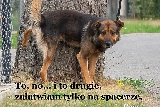 Do adopcji: spokojny i dobrze ułożony kundelek średniej wielkości., Łódzkie, Zgierz