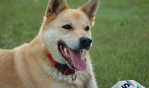 Do adopcji Diego , Kundelki cała Polska