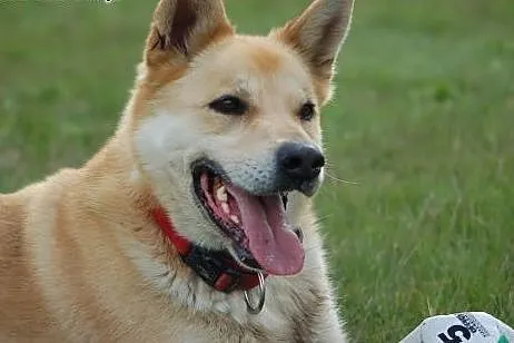 Do adopcji Diego ,  Kundelki cała Polska