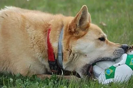 Do adopcji Diego ,  Kundelki cała Polska