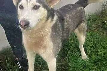 WILSON - piękny psiak w typie husky szuka domu,  ł, Łódź