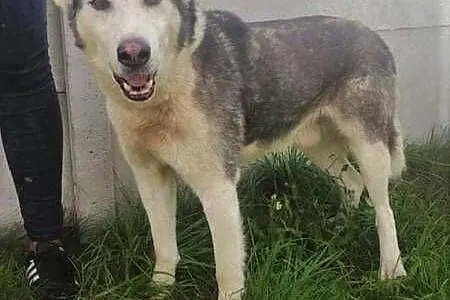 WILSON - piękny psiak w typie husky szuka domu,  ł, Łódź