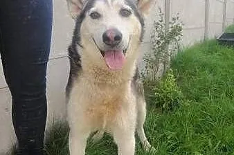 WILSON - piękny psiak w typie husky szuka domu,  ł, Łódź