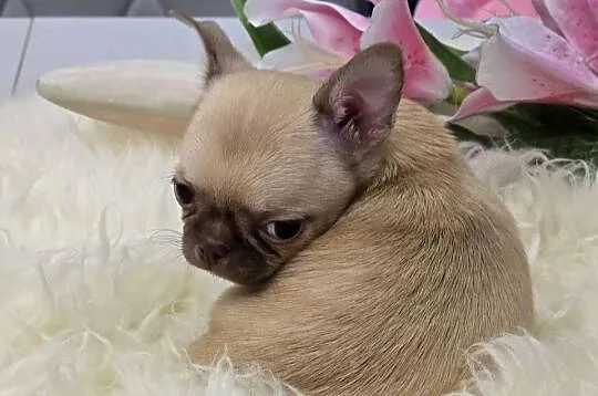 Chihuahua Biszkoptowy *** XXS ***