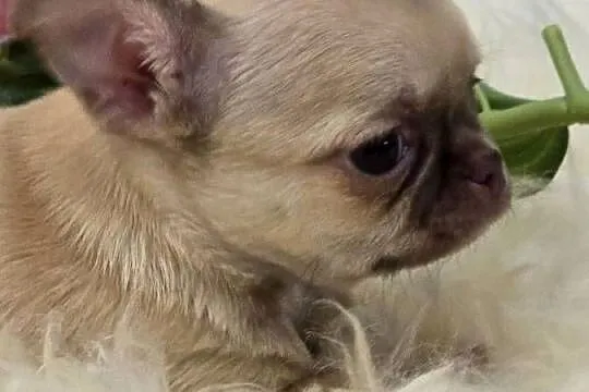 Chihuahua Biszkoptowy *** XXS ***, Śląskie, Bielsko-Biała
