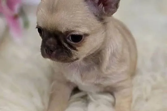 Chihuahua Biszkoptowy *** XXS ***, Śląskie, Bielsko-Biała