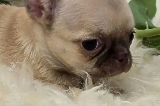 Chihuahua Biszkoptowy *** XXS ***, Śląskie, Bielsko-Biała