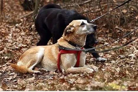 Cykoria czeka na swojego człowieka!,  mazowieckie 