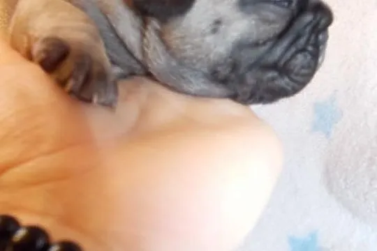 Fado Buldożek francuski buldog francuski Buldogi b