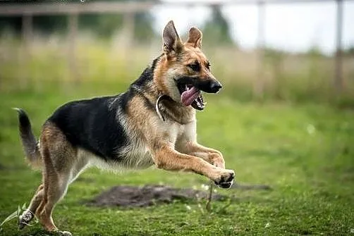 HENIA piękna suczka do adopcji! pokochaj!,  mazowi