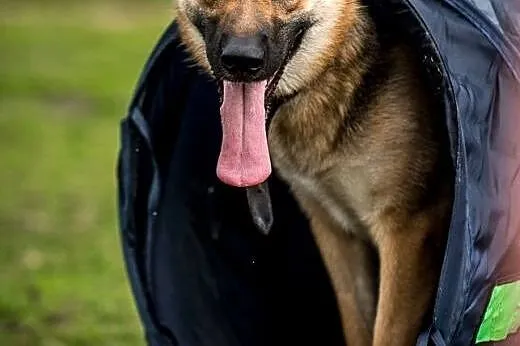 HENIA piękna suczka do adopcji! pokochaj!,  mazowi