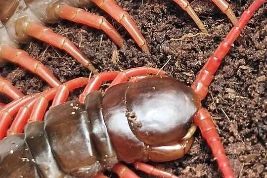Scolopendra subspinipes – egzotyczna stonoga tropikalna – Wałbrzych