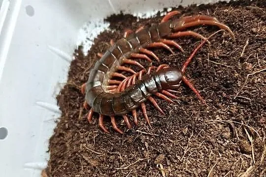 Scolopendra subspinipes – egzotyczna stonoga tropikalna – Wałbrzych, Dolnośląskie