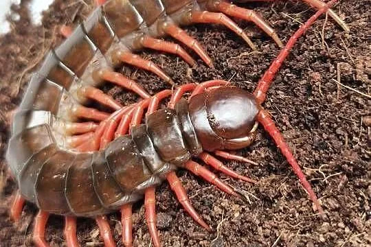 Scolopendra subspinipes – egzotyczna stonoga tropikalna – Wałbrzych, Dolnośląskie