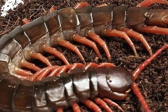 Scolopendra subspinipes – egzotyczna stonoga tropikalna – Wałbrzych, Dolnośląskie
