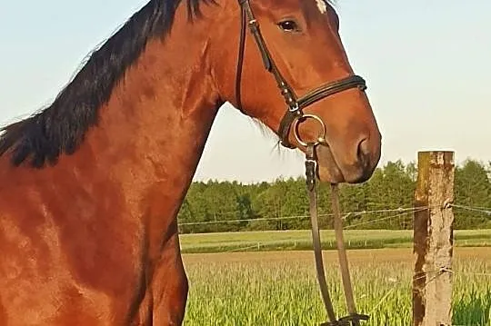 Sprzedam wałacha, , Trzemeszno