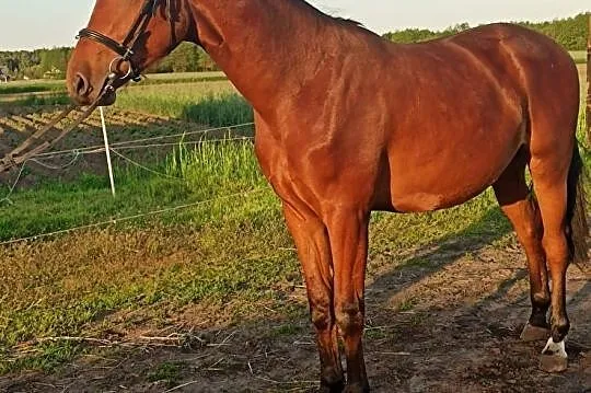 Sprzedam wałacha, , Trzemeszno