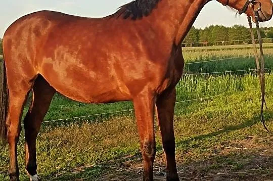 Sprzedam wałacha, , Trzemeszno