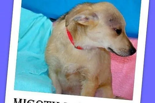 6 mies. szczeniak,średnia suczka MIGOTKA.Adopcja,  małopolskie Kraków
