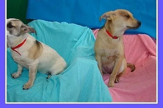6 mies. szczeniak,średnia suczka MIGOTKA.Adopcja, 
