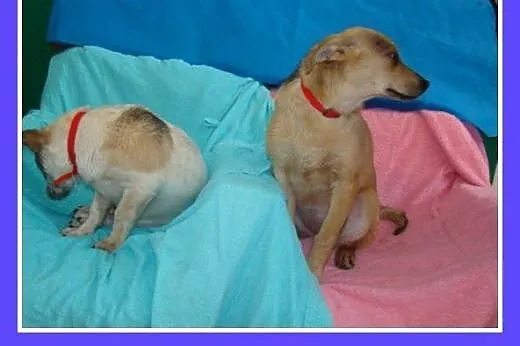 6 mies. szczeniak,średnia suczka MIGOTKA.Adopcja, 