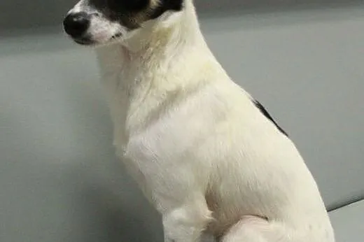 LORI - mikro sunia z uszami nietoperza do adopcji!