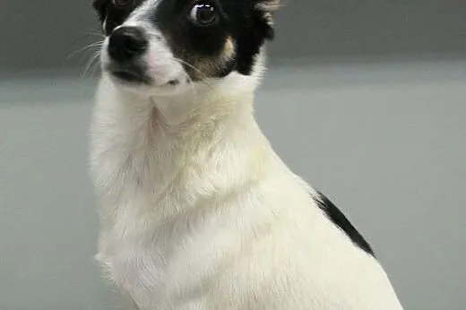 LORI - mikro sunia z uszami nietoperza do adopcji!