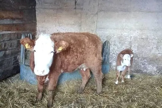 Jałówka z cielakiem Hereford