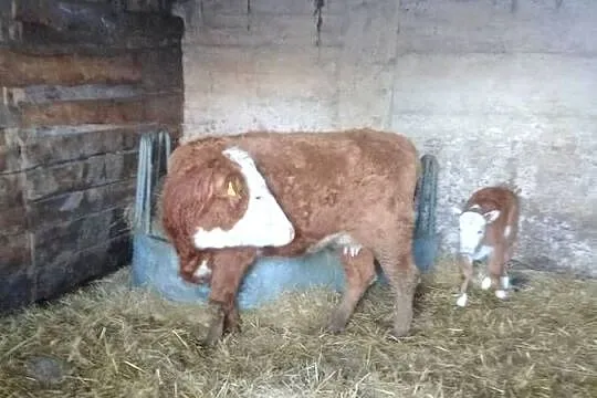Jałówka z cielakiem Hereford, Podlaskie, Lipsk