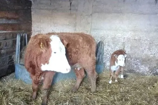 Jałówka z cielakiem Hereford, Podlaskie, Lipsk
