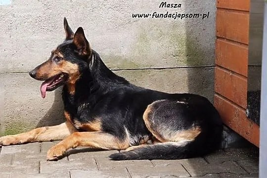 Masza - owczarkowata suczka, Mazowieckie, Nowy Dwór Mazowiecki