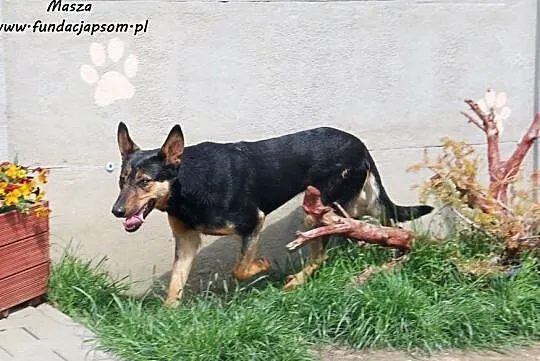Masza - owczarkowata suczka, Mazowieckie, Nowy Dwór Mazowiecki