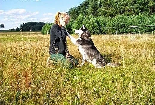 Maya - urocza sunia husky czeka na adopcję, małop