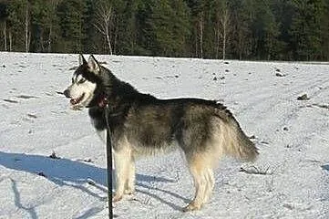 Maya - urocza sunia husky czeka na adopcję,  małop