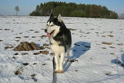 Maya - urocza sunia husky czeka na adopcję,  małop