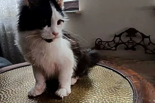 Ładny kociak maine coon