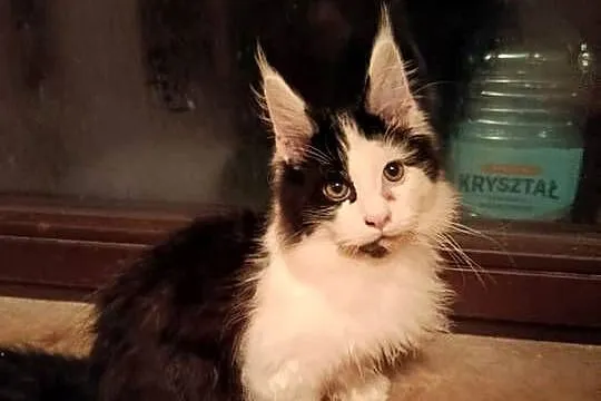 Ładny kociak maine coon, Małopolskie, Kraków