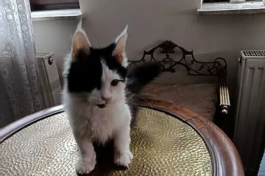 Ładny kociak maine coon, Małopolskie, Kraków