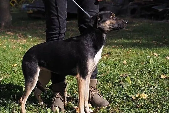 Młoda sunia potrzebuje pilnie cierpliwego i kochającego domu, Łódzkie, Łódź