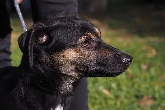 Młoda sunia potrzebuje pilnie cierpliwego i kochającego domu, Łódzkie, Łódź
