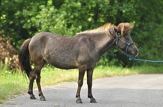 Klacz kucyk 5 letnia, , Radgoszcz