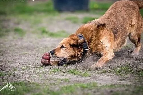 LEJLA - kawał pieszczocha! Jak nikt Cię pokocha!, 