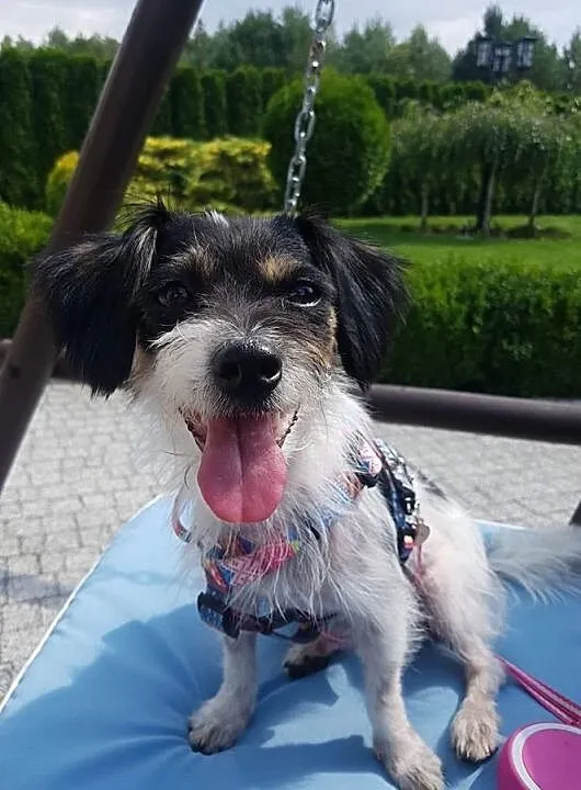 Urocza Chloe szuka domku, Podkarpackie, Stalowa Wola